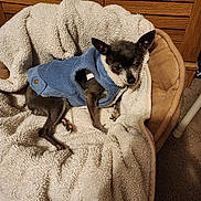 Sasha is registered to the contest to win money with this photo: animal, blanket, blue_jacket, carpet, comfortable, cozy, cute, dog, dog_bed, ears, furry, household, indoor, paw, pet, resting, sleepy, small_dog, snout, wooden_cabinet