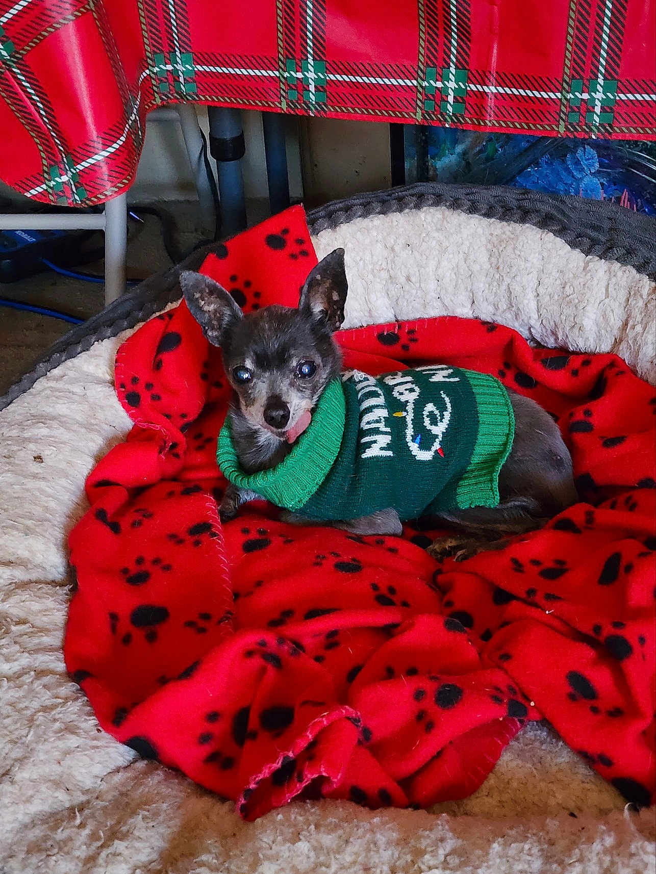 Sasha joined the competition — help win amazing prizes! dog, small_dog, sweater, red_blanket, paw_prints, dog_bed, cozy, indoor, pet, cute, tongue_out, resting, fur, animal, warm, comfort, plaid_tablecloth, floor, home, relaxed