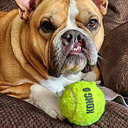Lady is registered to the contest to win money with this photo: bulldog, dog, pet, tennis_ball, kong, couch, brown, paw, fur, indoor, closeup, expression, animal, resting, toy, cute, face, whiskers, nose, ears