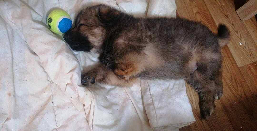 Bandit participe au concours pour gagner de l'argent avec cette photo : canidae, carnivore, cat, claw, comfort, companion_dog, dog_breed, domestic_short_haired_cat, felidae, fur, linens, nap, paw, small_to_medium_sized_cats, sporting_group, tail, terrestrial_animal, whiskers