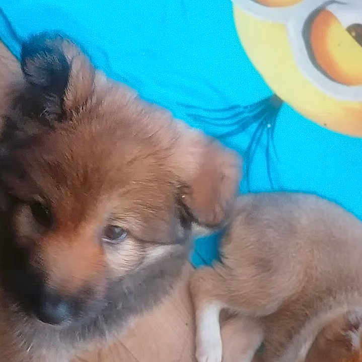 Bandit a rejoint le concours — aidez-le/la à gagner de superbes lots ! animal, background, blue_mat, blurred, brown_fur, canine, cartoon_character, close_up, cute, dog, ear, floor, fur, indoor, looking_up, pet, playful, puppy, wooden_floor, young_dog