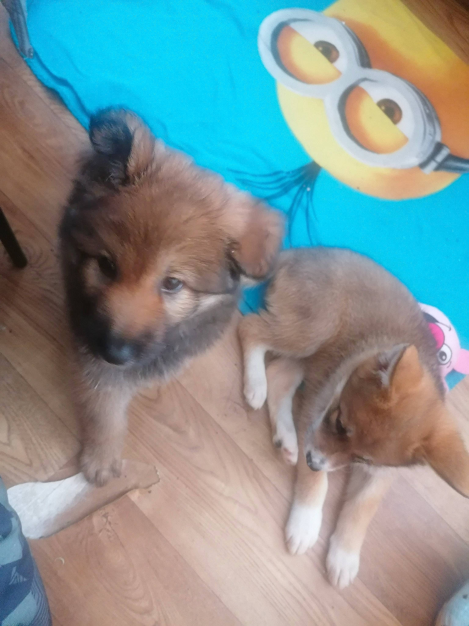 Lady a rejoint le concours — aidez-le/la à gagner de superbes lots ! carnivore, companion_dog, dog, dog_breed, dog_supply, fawn, felidae, flooring, fur, hardwood, mammal, paw, pet_supply, small_to_medium_sized_cats, tail, toy_dog, vertebrate, whiskers, wood, working_animal