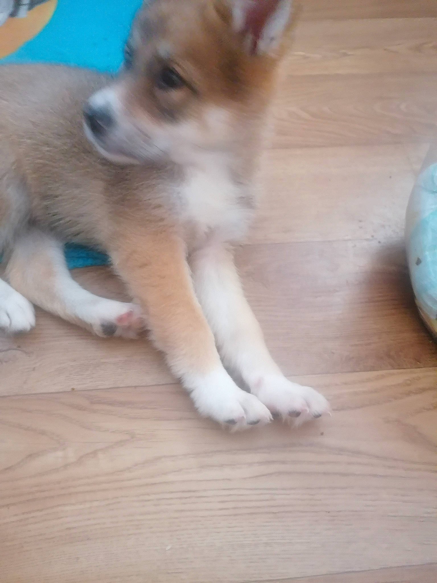 Lady a rejoint le concours — aidez-le/la à gagner de superbes lots ! canidae, carnivore, companion_dog, dog, dog_breed, fawn, flooring, foot, fur, hardwood, paw, snout, sporting_group, tail, terrestrial_animal, toy_dog, whiskers, wood, wood_flooring, working_dog