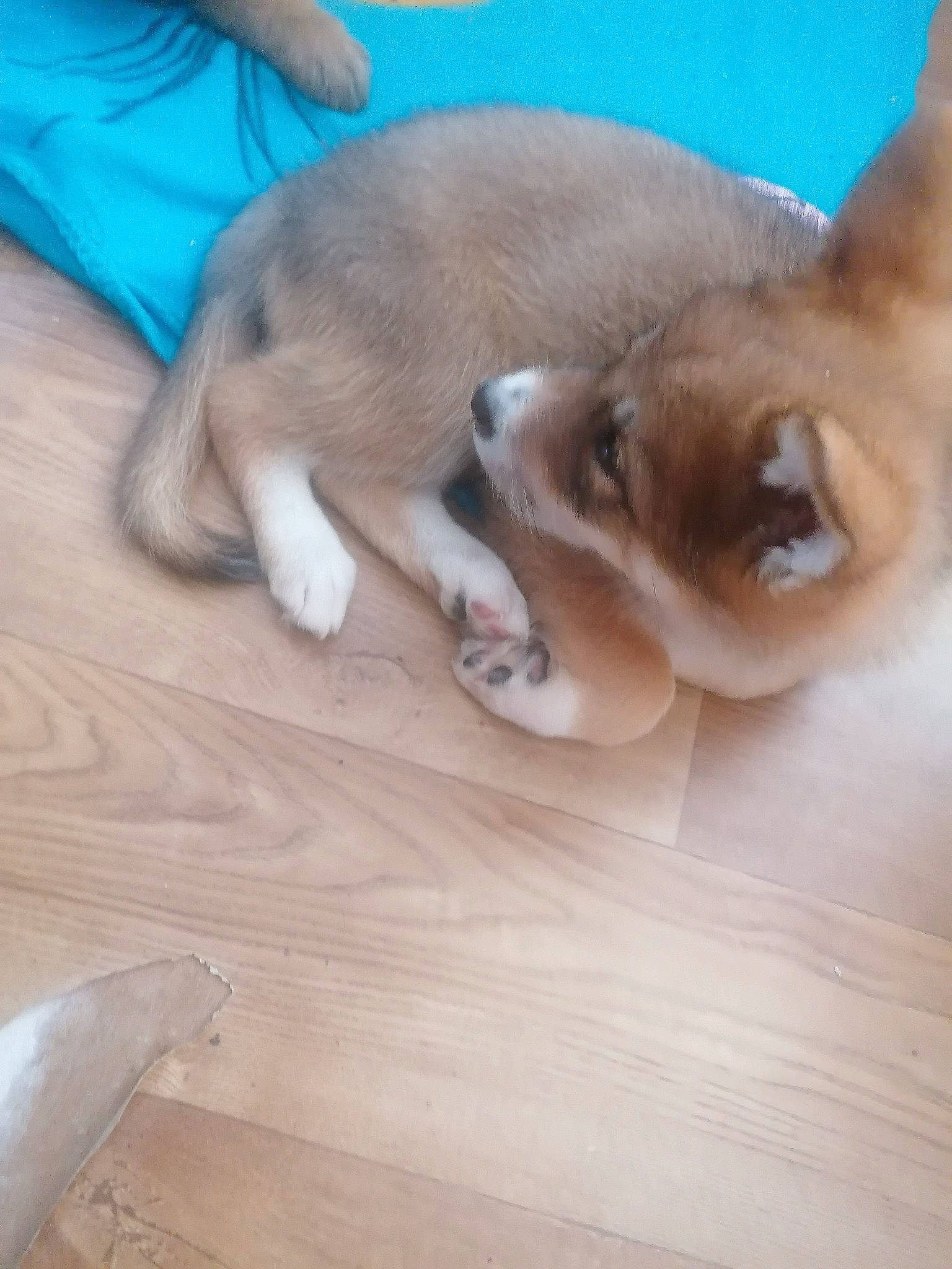 Lady participe au concours pour gagner de l'argent avec cette photo : balinese, canidae, carnivore, cat, comfort, companion_dog, dog, dog_breed, fawn, felidae, flooring, hardwood, siamese, small_to_medium_sized_cats, snout, sporting_group, tail, whiskers, wood, working_animal