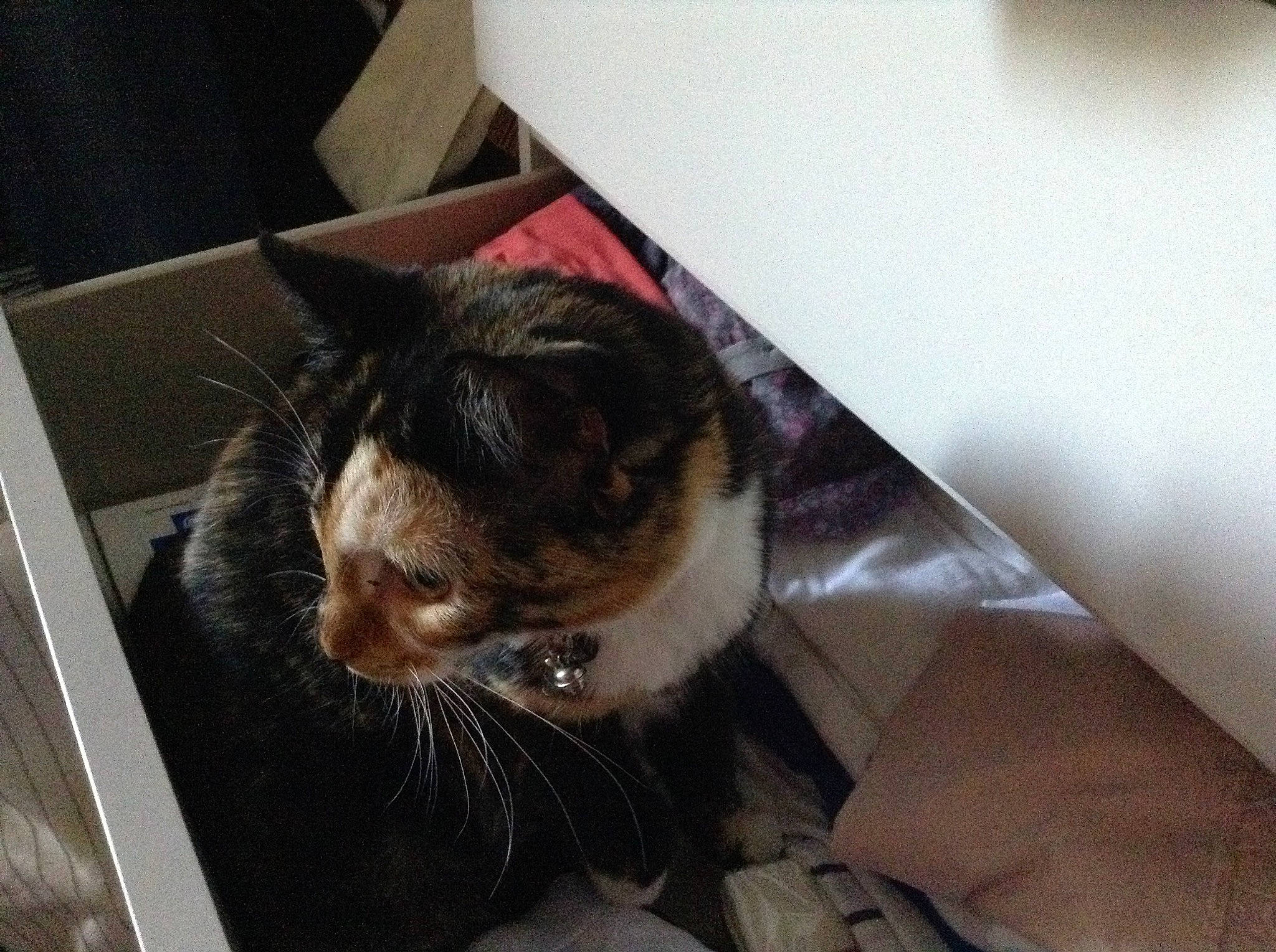 Nami participe au concours pour gagner de l'argent avec cette photo : box, canidae, cardboard, carnivore, carton, cat, cat_supply, claw, comfort, domestic_short_haired_cat, eye, felidae, flooring, fur, lap, nap, shipping_box, small_to_medium_sized_cats, tail, whiskers