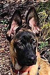 Willow participe au concours pour gagner de l'argent avec cette photo : art, canidae, carnivore, companion_dog, dog, dog_breed, fawn, giant_dog_breed, grass, guard_dog, herding_dog, lycaon_pictus, military_camouflage, non_sporting_group, snout, sporting_group, terrestrial_animal, vertebrate, working_animal, working_dog