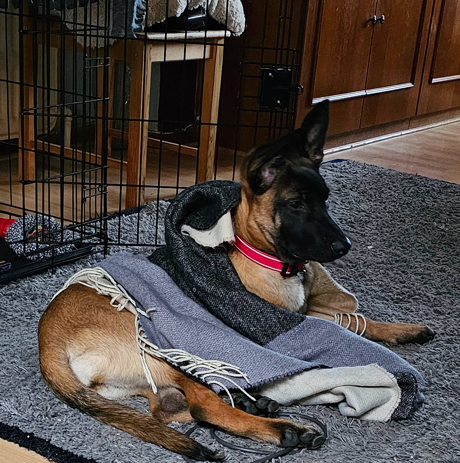 Willow participe au concours pour gagner de l'argent avec cette photo : canidae, carnivore, collar, companion_dog, dog, dog_breed, dog_collar, dog_supply, door, fawn, fur, leash, mammal, pet_supply, snout, sporting_group, tail, vertebrate, window, working_animal