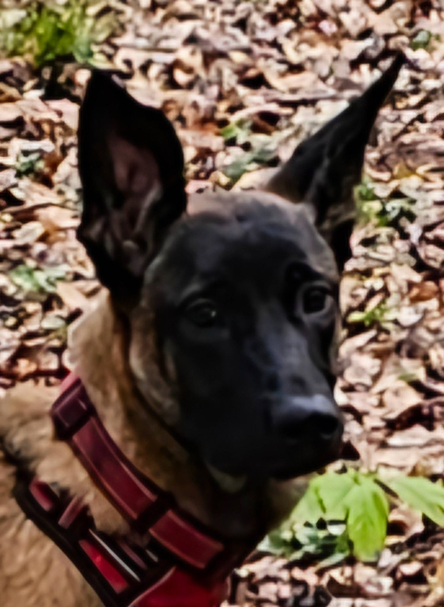 Willow participe au concours pour gagner de l'argent avec cette photo : canidae, carnivore, collar, companion_dog, dog, dog_breed, dog_collar, dog_supply, eye, fawn, grass, guard_dog, mammal, plant, snout, sporting_group, vertebrate, whiskers, working_animal, working_dog