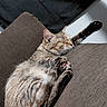 Honey is registered to the contest to win money with this photo: cat, sleeping, relaxed, pet, feline, tabby, couch, indoors, paw, toe_beans, fur, whiskers, ears, resting, cozy, portrait, close_up, home, soft_furniture, nap