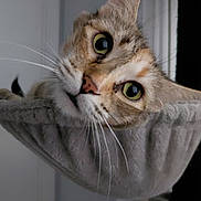 Honey is registered to the contest to win money with this photo: cat, pet, feline, close_up, portrait, green_eyes, whiskers, pink_nose, tabby, short_hair, upside_down, relaxed, curious, indoors, cat_tree, hammock, soft_fabric, face, animal, photography
