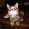 Honey is registered to the contest to win money with this photo: kitten, cat, furry, fluffy, gray_cat, white_chest, green_eyes, pointed_ears, whiskers, animal, pet, sitting, couch, indoor, living_room, portrait, close_up, front_view, flash_photography, cute
