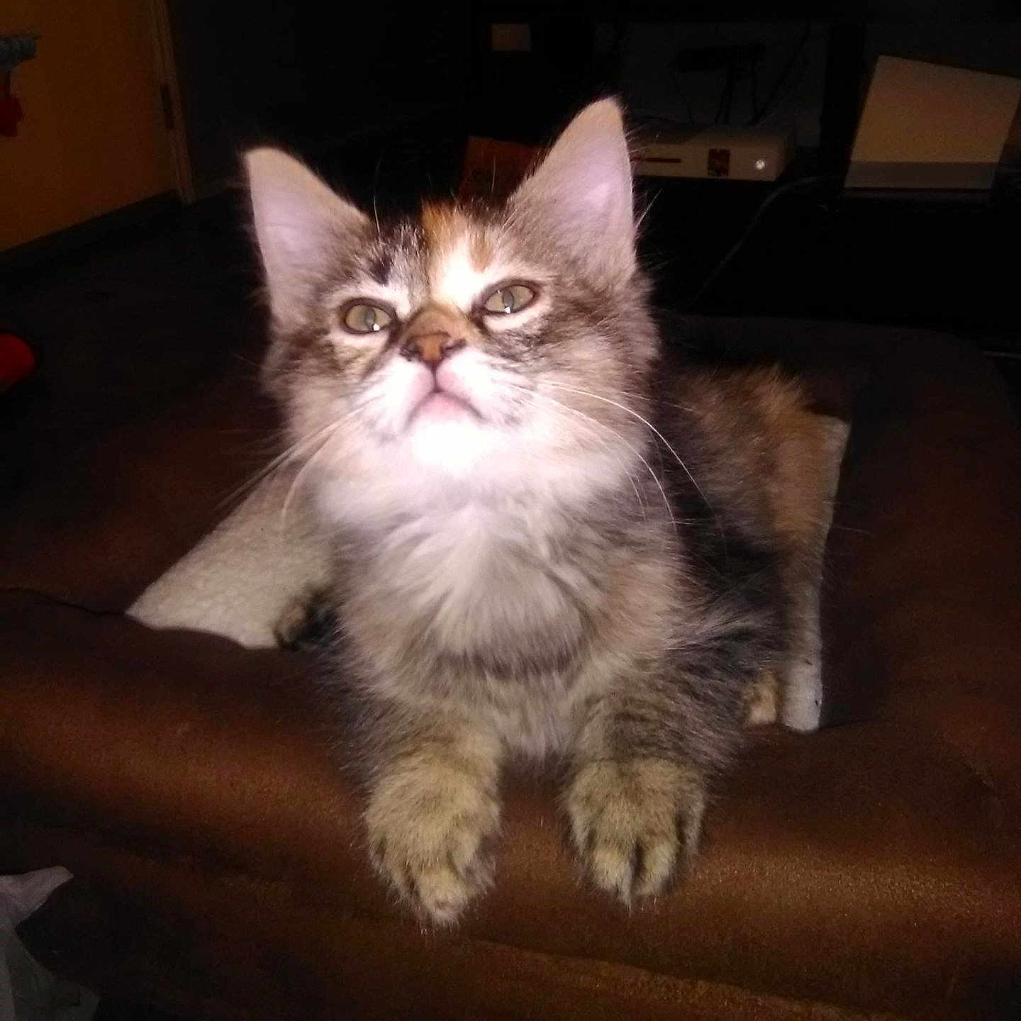 Honey is registered to the contest to win money with this photo: kitten, cat, furry, fluffy, gray_cat, white_chest, green_eyes, pointed_ears, whiskers, animal, pet, sitting, couch, indoor, living_room, portrait, close_up, front_view, flash_photography, cute