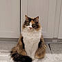 Annie joined the competition — help win amazing prizes! animal, bathroom_rug, calico, cat, cute, domestic, feline, fluffy, fur, green_eyes, household, indoor, looking_at_camera, pet, sitting, soft_texture, still, tail, whiskers, white_cabinet