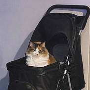 Annie joined the competition — help win amazing prizes! animal, black, calico, calm, cat, cozy, domestic, feline, fluffy, fur, handle, indoor, looking, pet, pet_stroller, shadow, side_view, sitting, unimpressed, wheel
