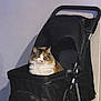 animal, black, calico, calm, cat, cozy, domestic, feline, fluffy, fur, handle, indoor, looking, pet, pet_stroller, shadow, side_view, sitting, unimpressed, wheel