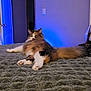Annie joined the competition — help win amazing prizes! animal, bed, blue_light, cat, cozy, door, feline, fluffy, fur, gray_bedspread, household, indoor, looking_back, paws, pet, relaxed, resting, room, soft_light, tail