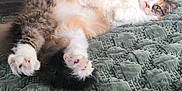Annie is registered to the contest to win money with this photo: animal, bed, cat, cozy, cute, door, dresser, fluffy, fur, furniture, green, indoor, paws, pet, quilt, relaxed, resting, tabby, texture, white