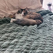 Annie joined the competition — help win amazing prizes! animal, astronaut, bed, blanket, cat, cozy, curled_up, figurine, fur, furniture, home, indoor, pet, pillow, quiet, relaxation, resting, sleeping, soft_light, window_blinds