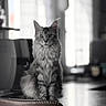 Alma participe au concours pour gagner de l'argent avec cette photo : cat, fluffy, indoor, chair, table, window, blurred_background, gray, portrait, feline, pet, domestic_animal, sitting, fur, animal, looking_at_camera, quiet, calm, home, light