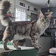 Alma participe au concours pour gagner de l'argent avec cette photo : cat, fluffy, tabby, domestic_cat, indoor, kitchen, furniture, table, chair, curious, pet, animal, tail, domestic, mammal, houseplant, window, light, interior, decor