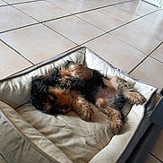 Aïko a rejoint le concours — aidez-le/la à gagner de superbes lots ! animal, bed, black, brown, cozy, cute, dog, domestic, fur, home, indoor, nap, paw, pet_bed, puppy, relaxed, resting, sleeping, small_dog, tile_floor