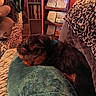 Aïko a rejoint le concours — aidez-le/la à gagner de superbes lots ! animal, black, blanket, books, brown, comfort, cozy, cushion, dog, fabric, fur, furniture, home, indoor, pet, relaxation, resting, shelf, sleeping, small_dog