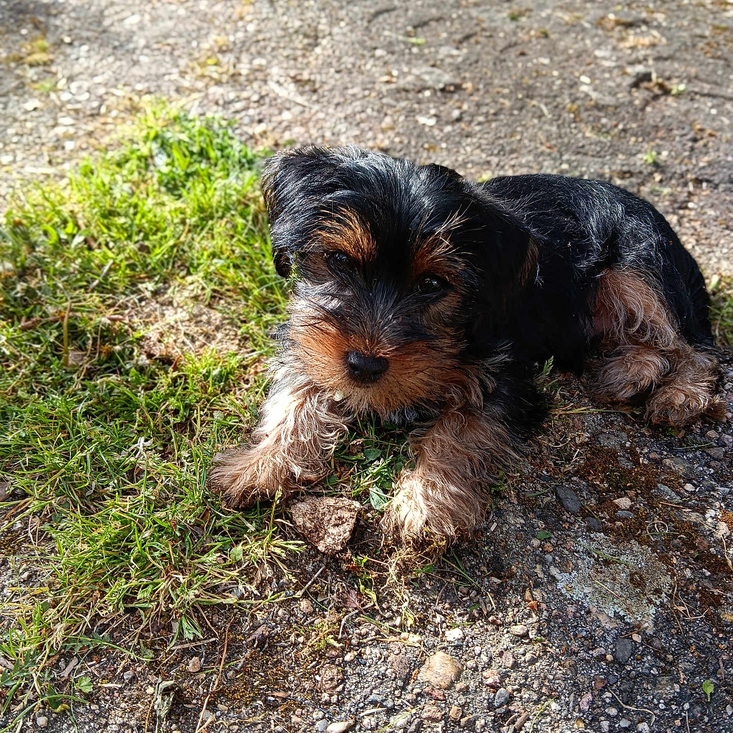 Aïko participe au concours pour gagner de l'argent avec cette photo : puppy, dog, grass, outdoor, sunlight, animal, pet, cute, fur, black_and_brown, small_dog, nature, young_dog, resting, ground, daylight, canine, mammal, paw, adorable