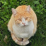 Petit Chou participe au concours pour gagner de l'argent avec cette photo : animal, cat, cute, ears, eyes, fluffy, fur, garden, grass, greenery, leaf, looking, mammal, nature, orange_cat, outdoor, pet, sitting, whiskers, white_cat