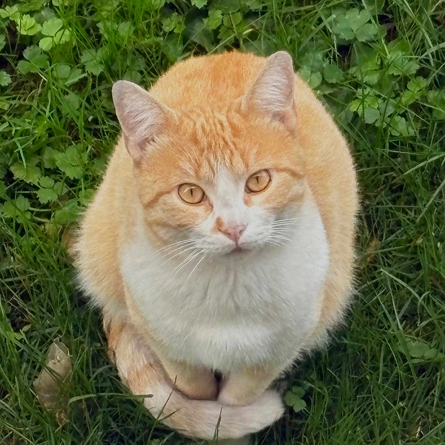 Petit Chou