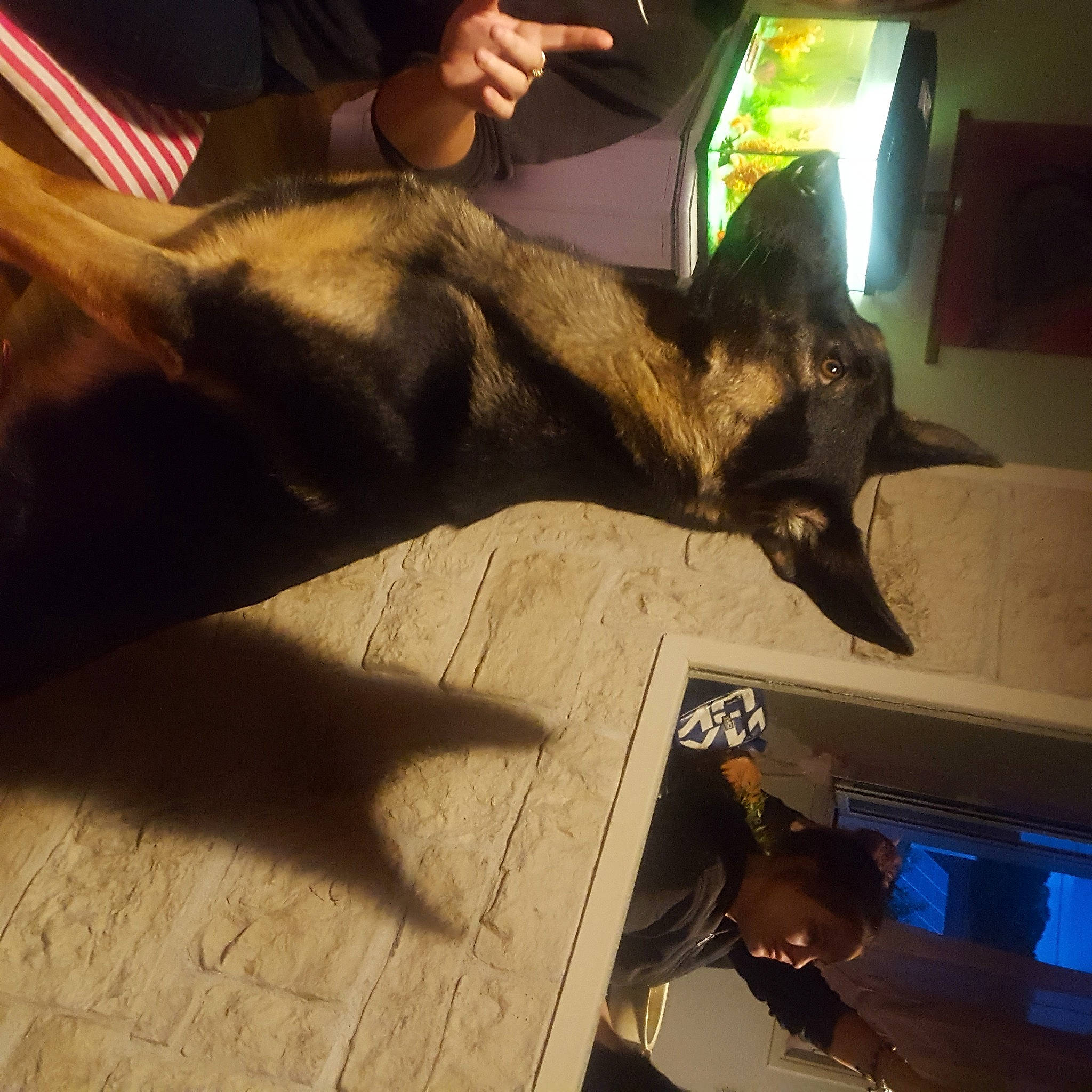 Kayla participe au concours pour gagner de l'argent avec cette photo : cat, ear, hand