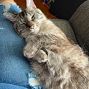 Phoebe is registered to the contest to win money with this photo: cat, sleeping, fur, pet, lap, denim, jeans, ripped_jeans, cozy, relaxed, indoor, feline, cute, whiskers, ears, soft_light, fur_texture, resting, home, comfort