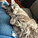 Phoebe