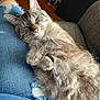 cat, sleeping, fur, pet, lap, denim, jeans, ripped_jeans, cozy, relaxed, indoor, feline, cute, whiskers, ears, soft_light, fur_texture, resting, home, comfort
