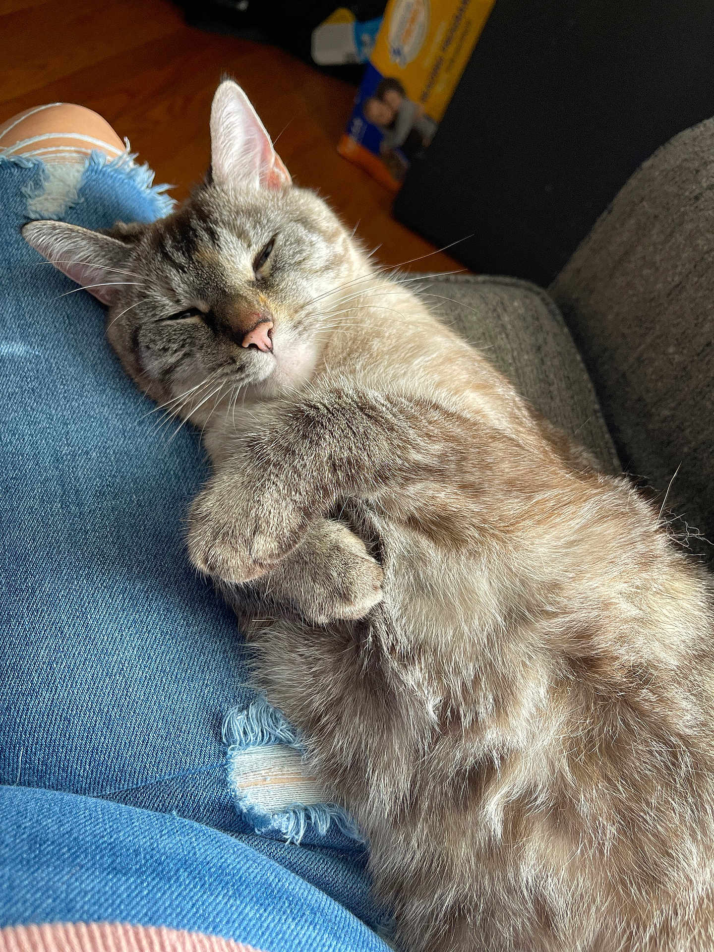 Phoebe