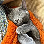 cat, gray_cat, sleeping, cozy, blanket, orange_blanket, paw, fur, animal, pet, resting, cute, snuggled, closeup, indoor, relaxed, fluffy, soft_texture, human_arm, patterned_clothing