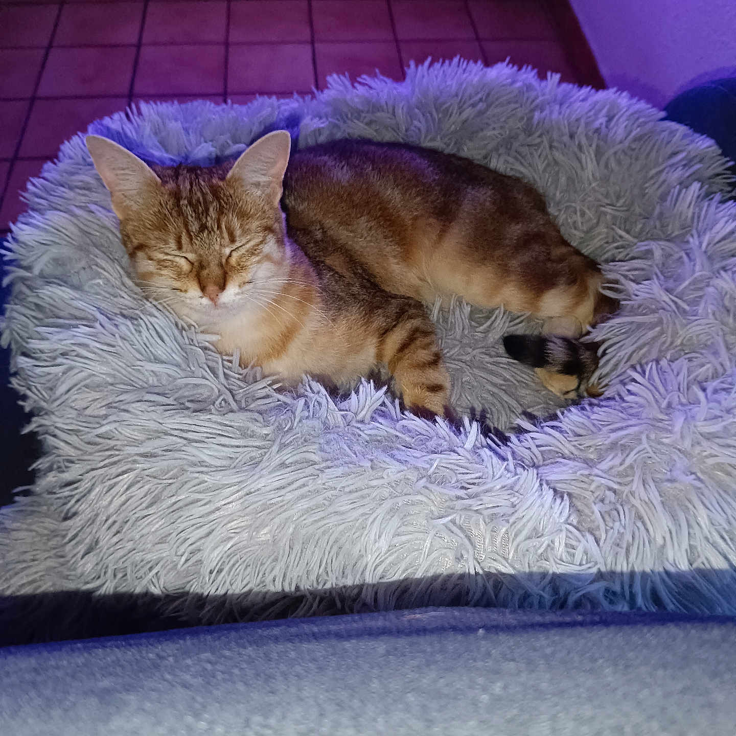 Minette participe au concours pour gagner de l'argent avec cette photo : abyssinian, animal, armchair, blanket, canine, cat, chair, couch, cushion, dog, furniture, hardwood, homedecor, kitten, manx, person, pet, siamese, sleeping, wood