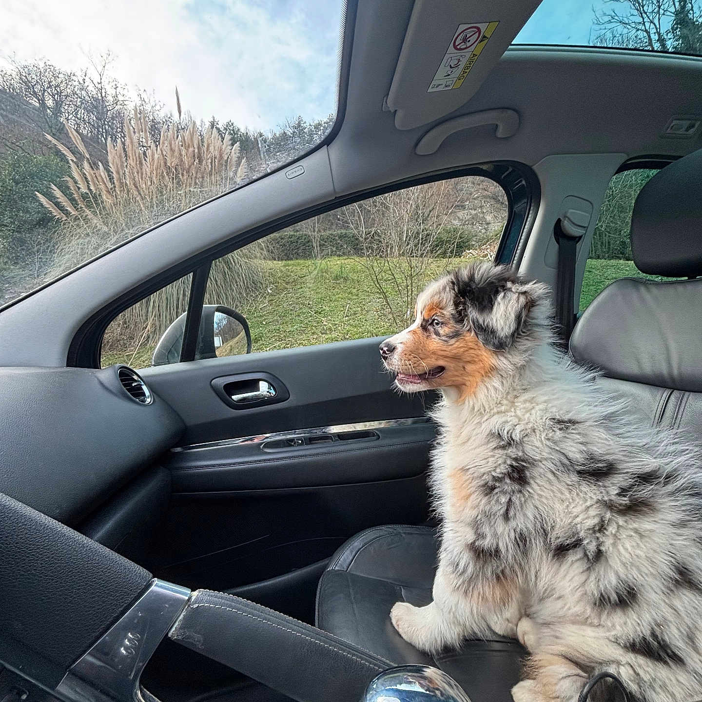 Aiko participe au concours pour gagner de l'argent avec cette photo : animal, car_interior, clouds, dashboard, dog, door_handle, fur, gear_shift, grass, leather_seat, nature, passenger_seat, pet, puppy, reflection, seatbelt, side_mirror, sky, trees, window