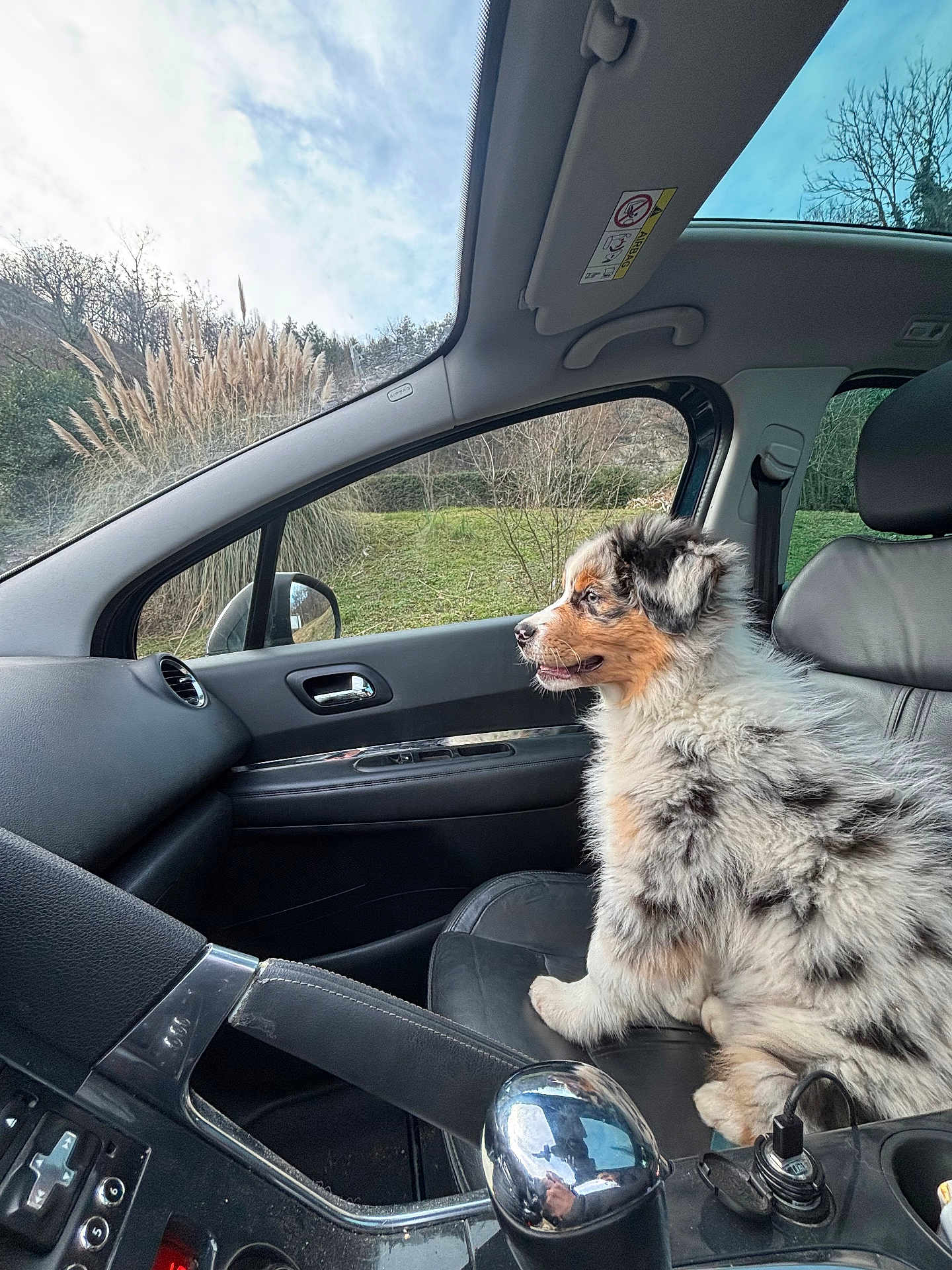 Aiko participe au concours pour gagner de l'argent avec cette photo : puppy, dog, car_interior, passenger_seat, leather_seat, gear_shift, window, sky, clouds, grass, trees, nature, side_mirror, door_handle, seatbelt, dashboard, reflection, fur, animal, pet