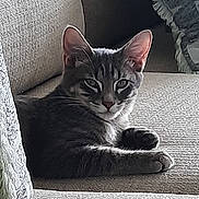 Pepper is registered to the contest to win money with this photo: cat, tabby_cat, gray_cat, pet, feline, indoor, couch, furniture, relaxed, resting, animal, ears, whiskers, face, paw, home, cozy, texture, light, shadow