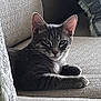 cat, tabby_cat, gray_cat, pet, feline, indoor, couch, furniture, relaxed, resting, animal, ears, whiskers, face, paw, home, cozy, texture, light, shadow