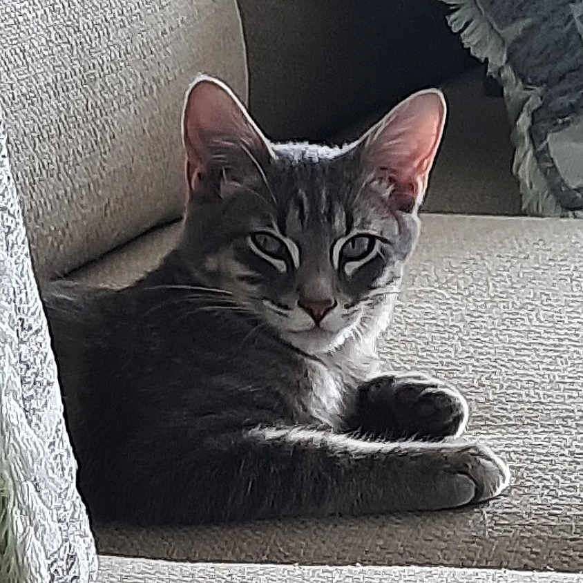 Pepper is registered to the contest to win money with this photo: animal, cat, couch, cozy, ears, face, feline, furniture, gray_cat, home, indoor, light, paw, pet, relaxed, resting, shadow, tabby_cat, texture, whiskers
