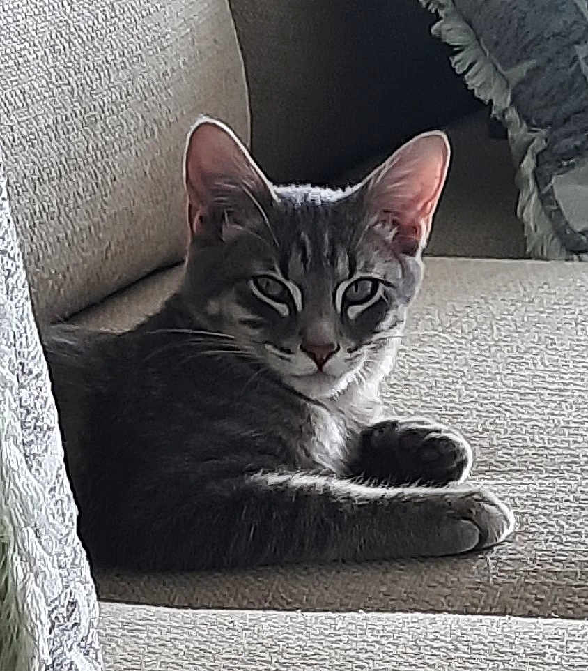 Pepper is registered to the contest to win money with this photo: cat, tabby_cat, gray_cat, pet, feline, indoor, couch, furniture, relaxed, resting, animal, ears, whiskers, face, paw, home, cozy, texture, light, shadow
