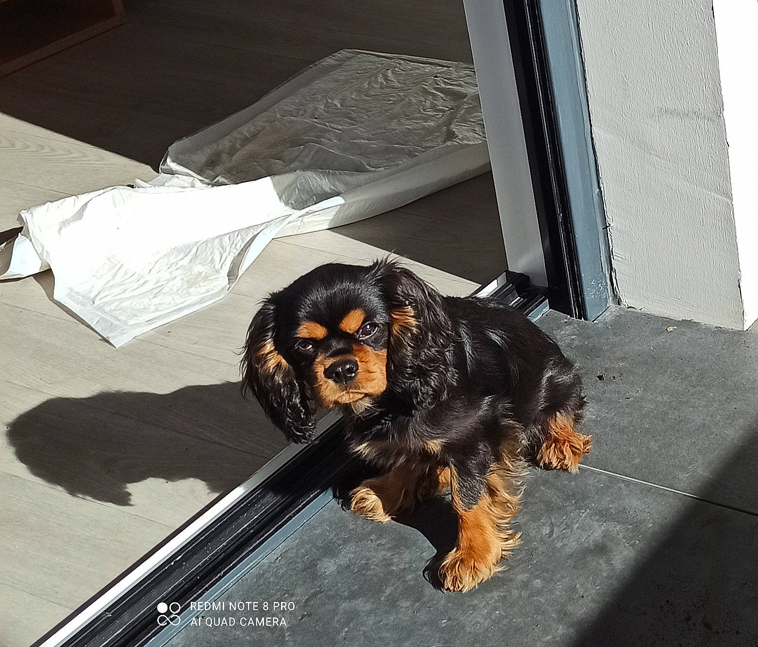 Flash participe au concours pour gagner de l'argent avec cette photo : asphalt, automotive_exterior, automotive_tire, canidae, carnivore, companion_dog, dog, dog_breed, fur, liver, metal, snout, sporting_group, toy_dog, working_animal, working_dog