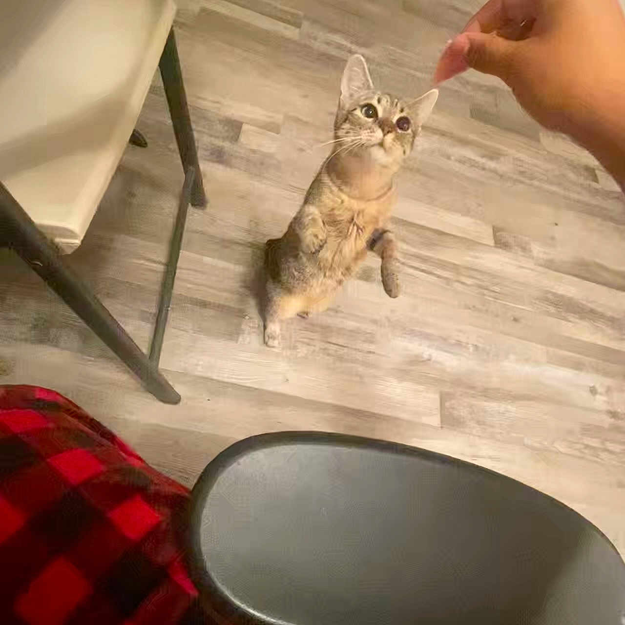 Güera joined the competition — help win amazing prizes! anticipation, cat, chair, curious, cute, domestic_animal, feline, flooring, hand, hind_legs, human_hand, indoor, light, pet, plaid, playful, red_checkered, standing, treat, wooden_floor
