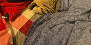 Güera joined the competition — help win amazing prizes! animal, blanket, blue_robe, cat, comfort, companion, cozy, curious, cute, feline, fur, home, indoor, pet, relaxing, resting, soft, striped, tabby, warm