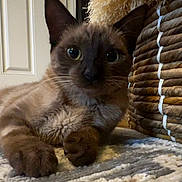 Sis is registered to the contest to win money with this photo: cat, feline, indoor, brown_fur, big_eyes, whiskers, paws, ears, basket, rug, carpet, close_up, portrait, curious, pet, home_interior, door, cozy, texture, relaxed