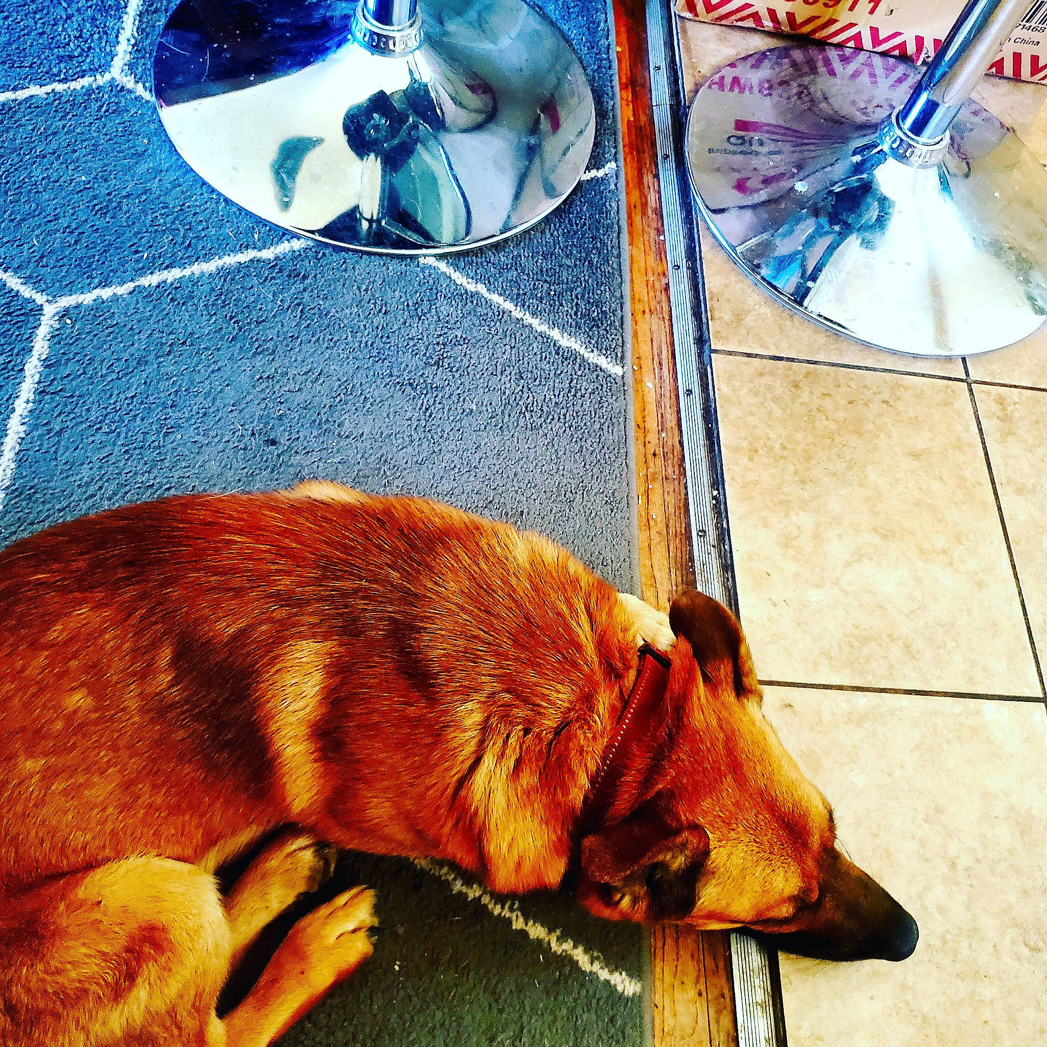 Rascal joined the competition — help win amazing prizes! art, canidae, carnivore, comfort, companion_dog, dog, dog_breed, fawn, flooring, fur, line, liver, rectangle, snout, sporting_group, tail, tints_and_shades, visual_arts, wood, working_animal