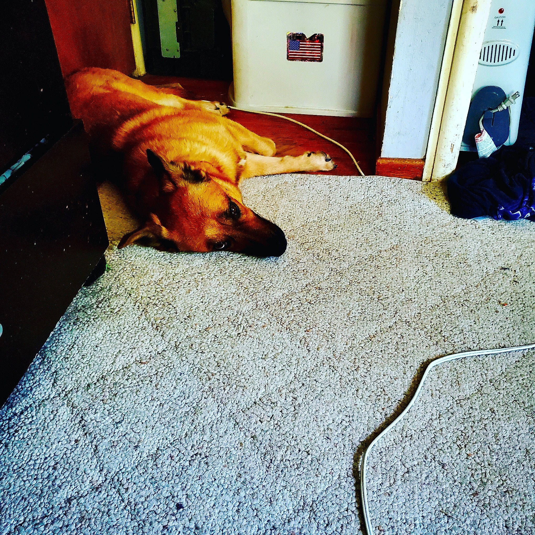 Rascal joined the competition — help win amazing prizes! bedding, carnivore, carpet, comfort, companion_dog, dog, dog_breed, fawn, floor, flooring, fur, hardwood, linens, room, snout, sporting_group, tints_and_shades, whiskers, wood, working_animal