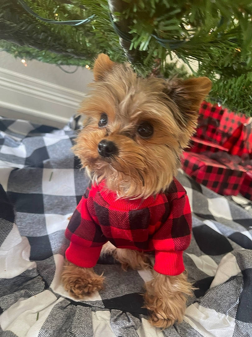 Sweet Pea is registered to the contest to win money with this photo: canidae, carnivore, companion_dog, dog, dog_breed, dog_clothes, dog_supply, event, fashion_accessory, fawn, holiday, leash, pattern, plaid, small_terrier, snout, sporting_group, tartan, toy_dog, working_animal