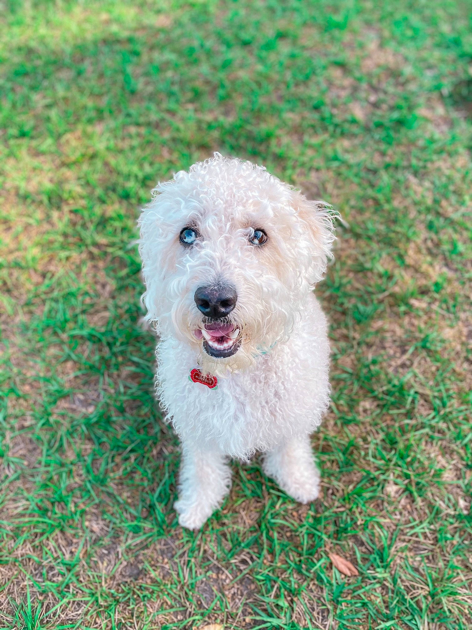 Ruby Sue is registered to the contest to win money with this photo: canidae, carnivore, companion_dog, dog, dog_breed, fur, grass, maltepoo, non_sporting_group, plant, puppy, small_terrier, sporting_group, terrestrial_animal, terrier, water_dog, working_animal